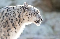 In Snow-Clad Ladakh, Khenrab Phuntsog Works To Save The Elusive Snow Leopard