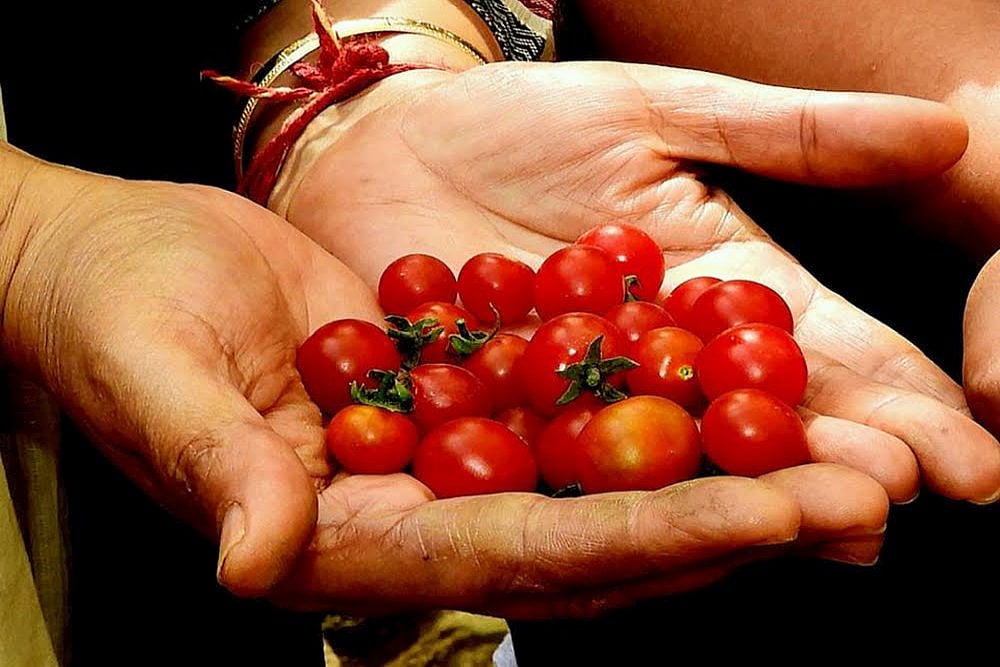 What Can You Do With Those Barren, Decrepit Plots And Sites In Our Cities? Grow Your Own Food