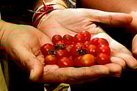 What Can You Do With Those Barren, Decrepit Plots And Sites In Our Cities? Grow Your Own Food What Can You Do With Those Barren, Decrepit Plots And Sites In Our Cities? Grow Your Own Food