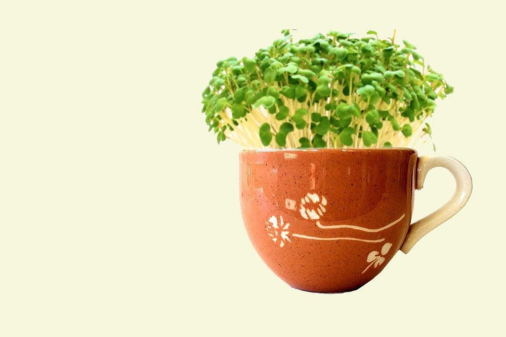 Why The World Loves Microgreens