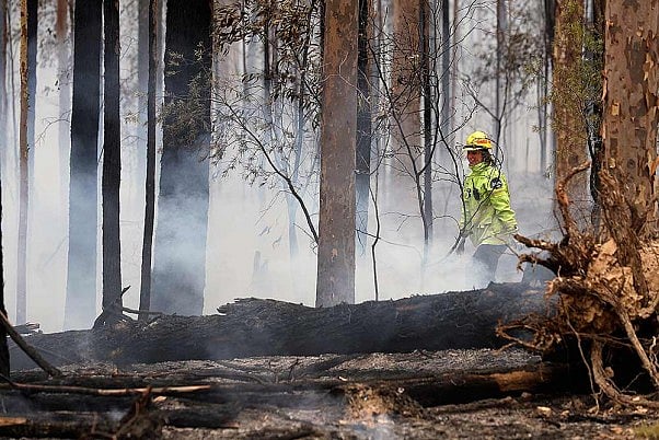 Threatened Species Hit Hard By Australia's Bushfires