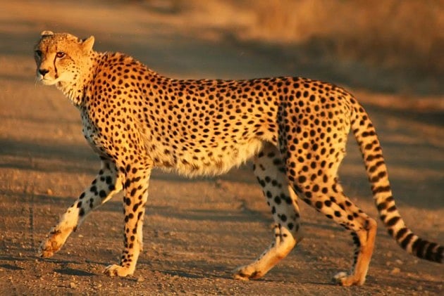 SC Allows Centre To Bring African Cheetah To Suitable Wildlife Habitat In India
