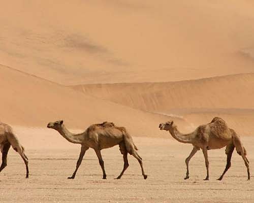 Snipers To Cull Up To 10,000 Camels In Drought-Stricken Australia