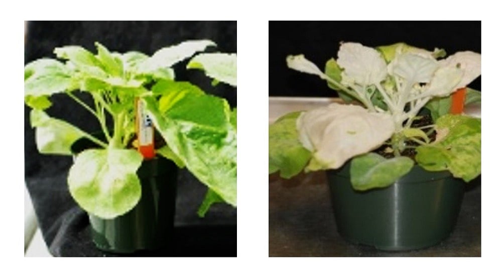 A Plant's Pathology, Physiology And Productivity