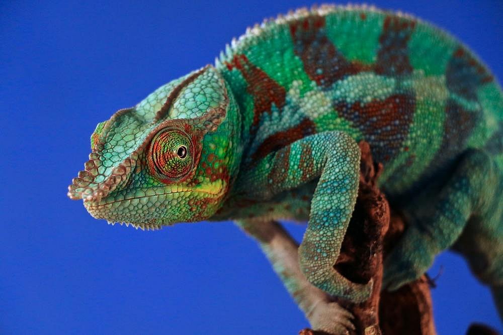 Scientists Find Elusive Chameleon Species In Madagascar