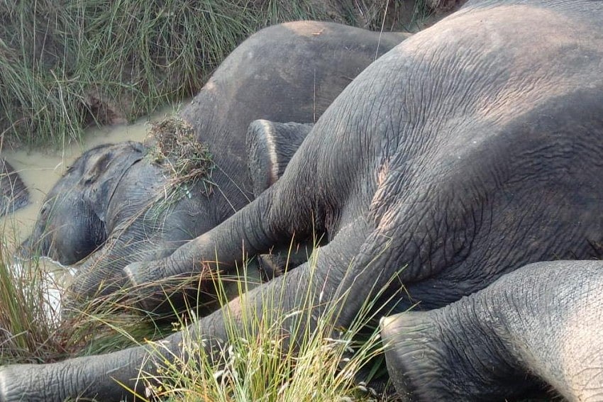 Elephant Dies of Electrocution In North Bengal