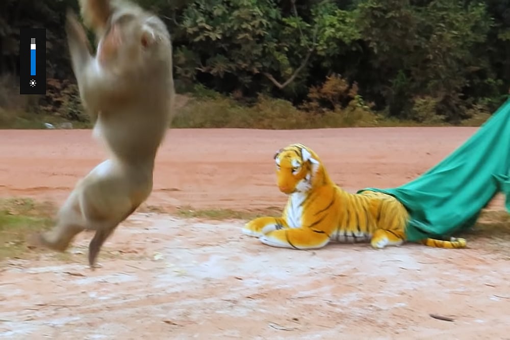 YouTuber Pranks Animals With Stuffed Tiger Toy; Viral Videos Show Their Reactions