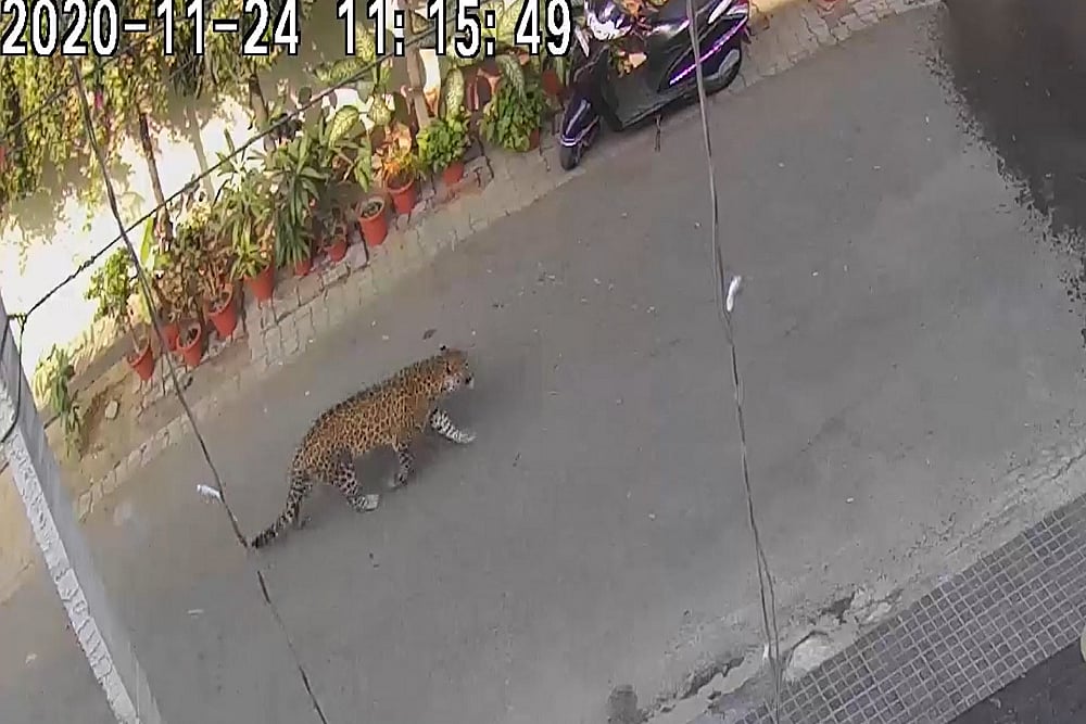 Maharashtra: Forest Department Captures Leopardess Days After Villagers Hold Staffers 'Hostage' Over Growing Attacks By Felines