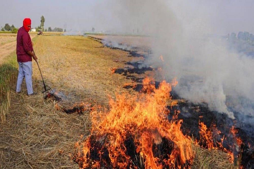 Punjab Sees Steep Rise In Stubble Burning This Year, Downward Trend In Haryana