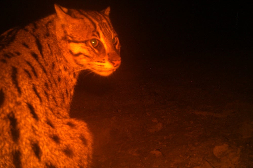 Chilika's Cat Fishes In Troubled Waters