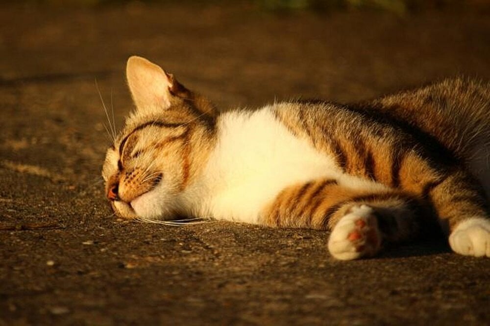 Man Kills Father's Cat With Frying Pan On Thanksgiving