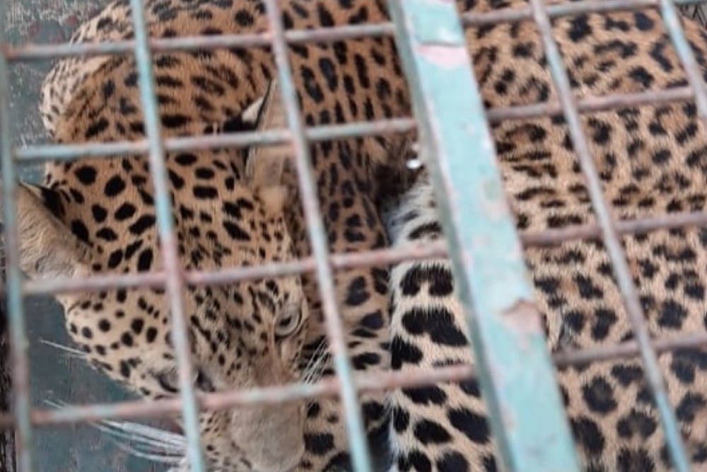 Leopard Trapped Near Kundapur