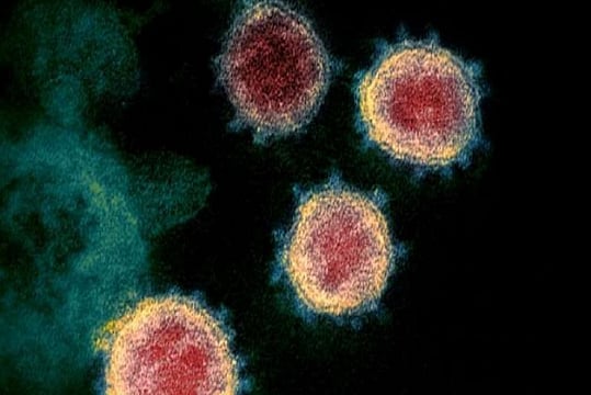 Compounds That Inhibit Entry And Replication of Coronavirus In Human Cells Identified: Study