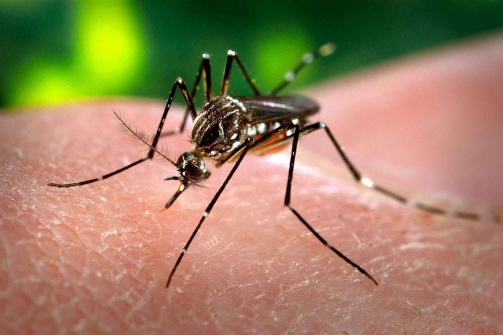 Dengue Cases Count In Delhi Cross 1K-Mark