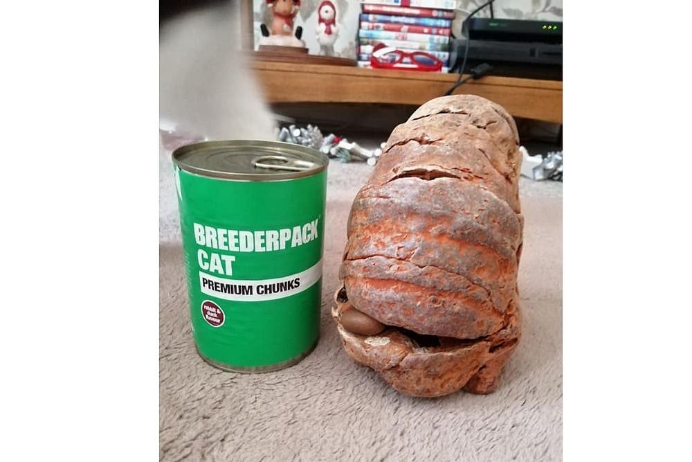 Family Mistakes WWII Grenade For Fossil And Bring It Home