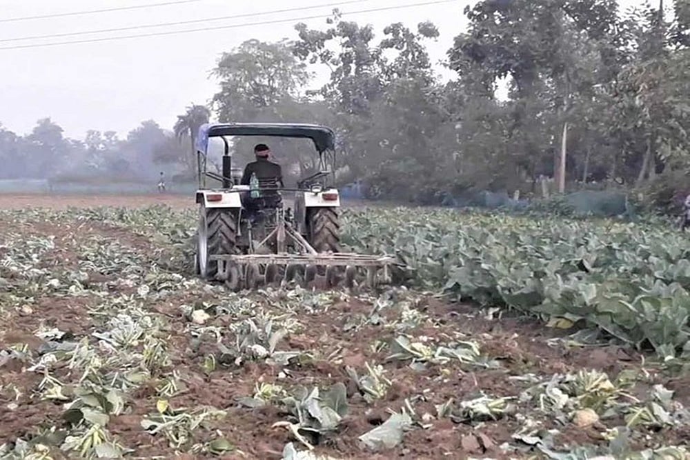 Angry Farmer Destroys Crop After Getting Just 75 Paisa/Kg; Others Dump Tomatoes, Muskmelons