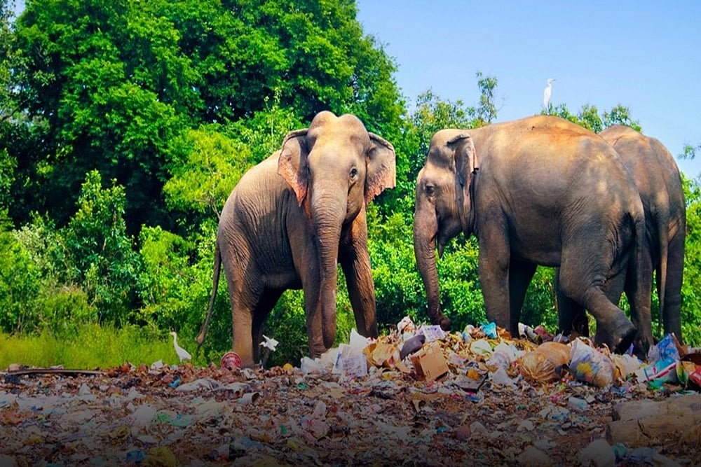 Representational Image