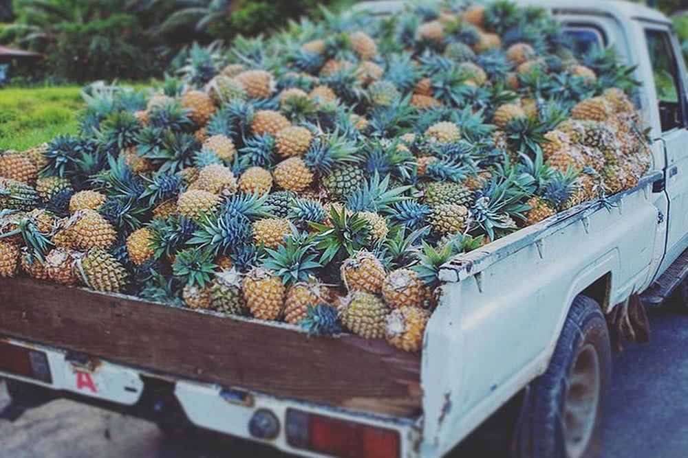 Tripura receives major support for its state fruit