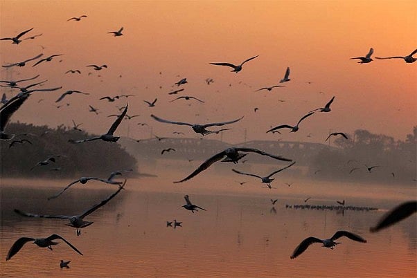 How Did 400 Winged Guests Die At Pong Dam In Himachal? Probe On