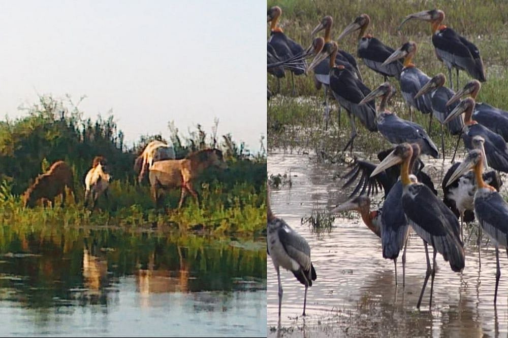 Gauhati HC Stays Centre's Nod To Drill Wells Inside Dibru-Saikhowa National Park