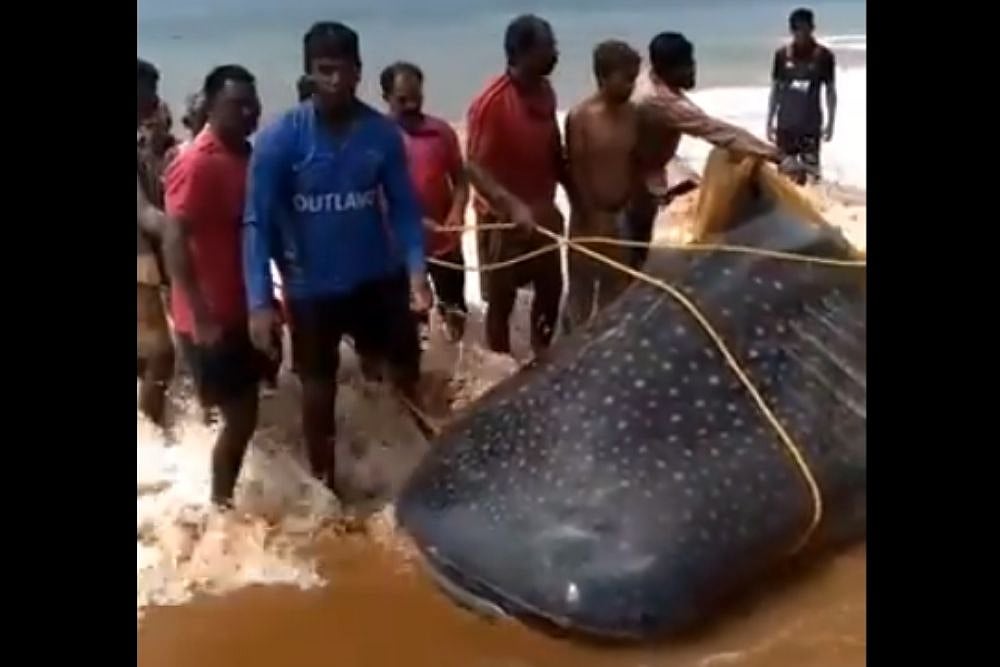 Watch: How These Kind Kerala Fishermen Freed The Giant Whale