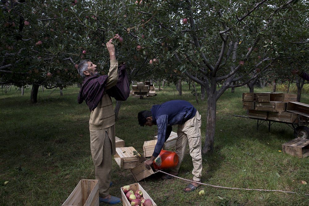 Climate Change In Kashmir: Apple Farmers Reeling Under Extreme Weather, Falling Yield