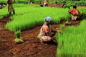 How A District In Telangana Is Empowering Small And Marginal Farmers