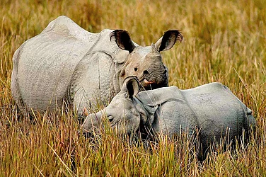 Where The Wild Things Are