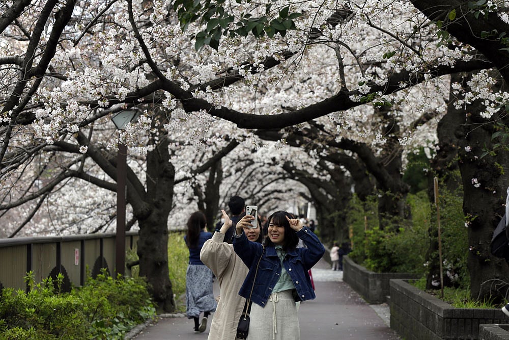People enjoying cherry blossom trees.