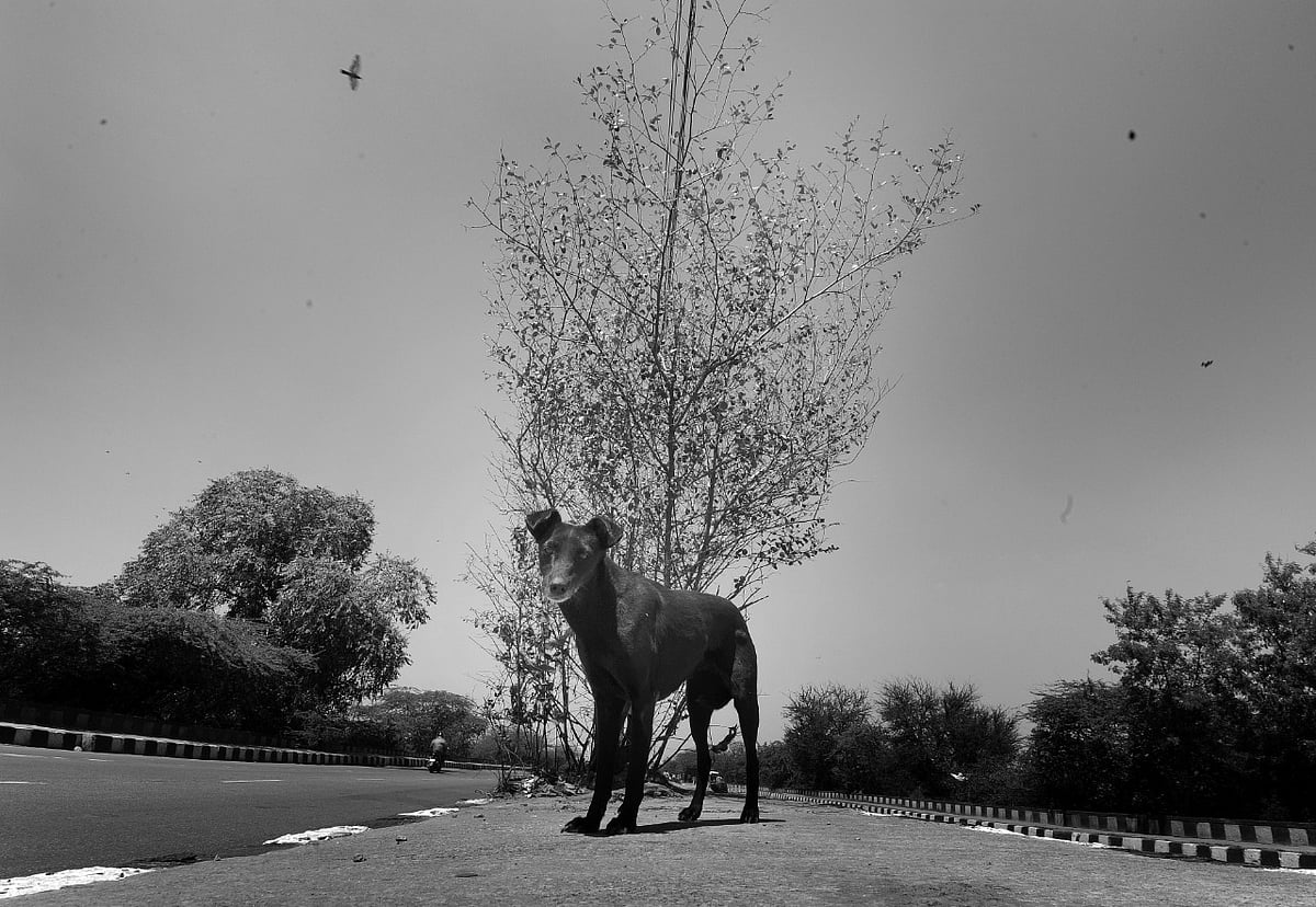 A stray dog in Coronavirus lockdown