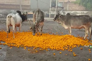 Chhattisgarh CM To Transfer Rs 5.60 Crore To Godhan Nyay Scheme Beneficiaries Today