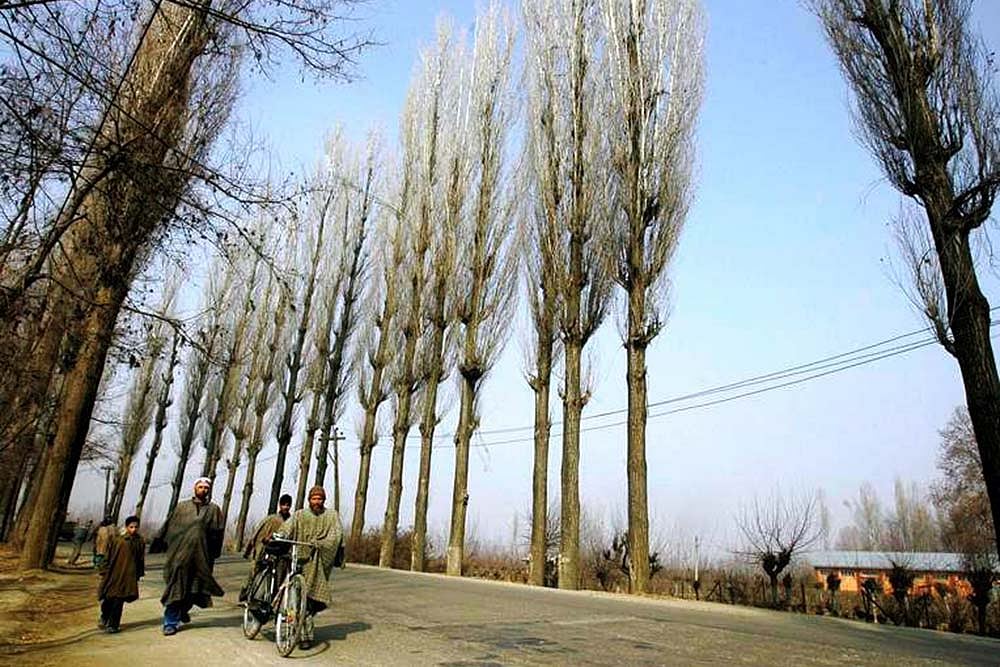 Off With Their Trunks