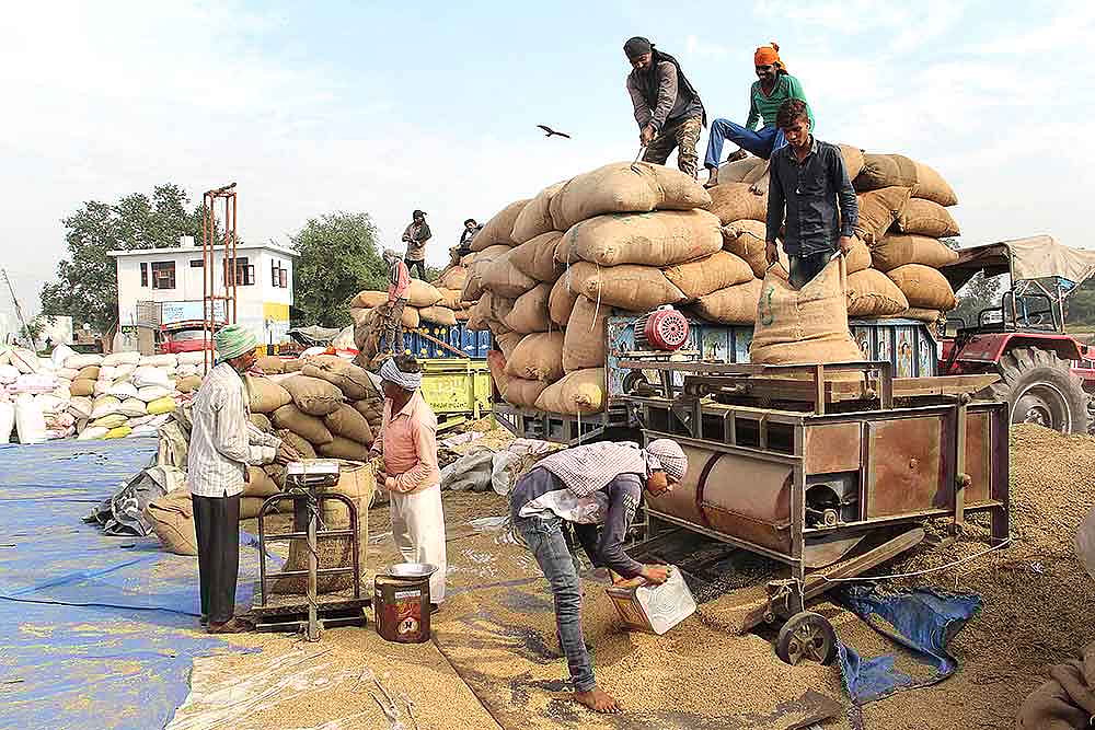 Over 81 Lakh MT Paddy Procured So Far In Punjab