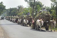 Lockdown: Centre, States Helped Agricultural Sector, But A Lot Yet To Be Done To Ensure Growth Lockdown: Centre, States Helped Agricultural Sector, But A Lot Yet To Be Done To Ensure Growth