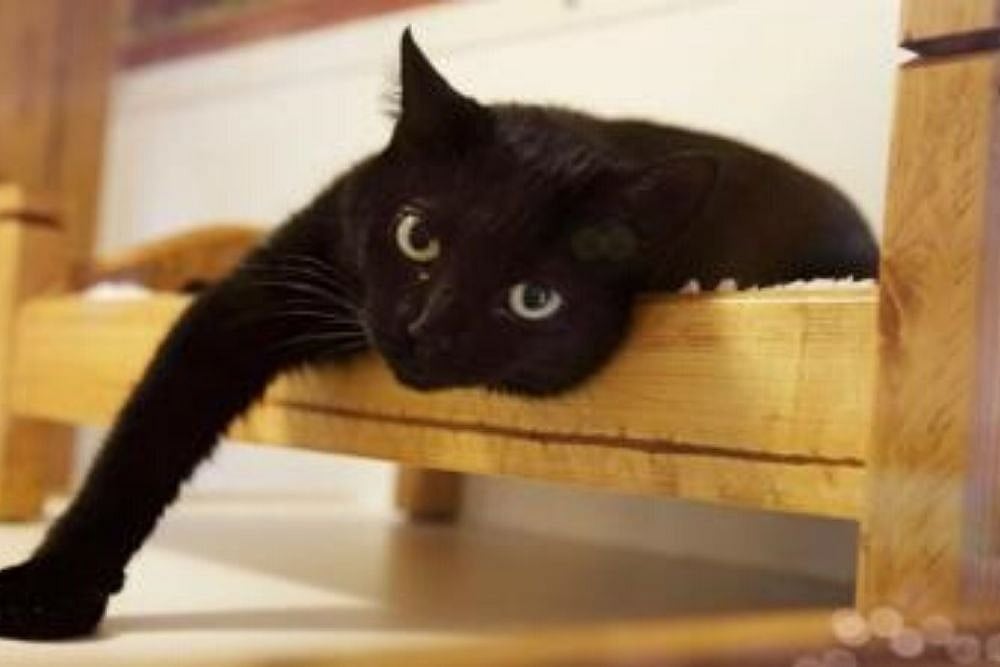 Two Cats In New York First Pets In US To Test Positive For Coronavirus