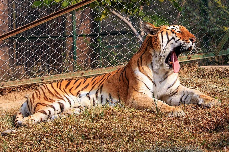 tiger tigress zoo