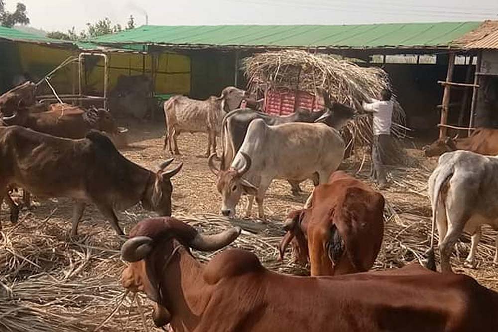 COVID-19 Good Samaritans: Donating Fodder Online, This Mumbai Entrepreneur Duo Keeps Gaushalas Happy And Healthy