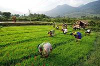 How A Proactive Kerala Government Prevented Coronavirus From Casting A Dark Cloud Over Kerala's Rice Bowl