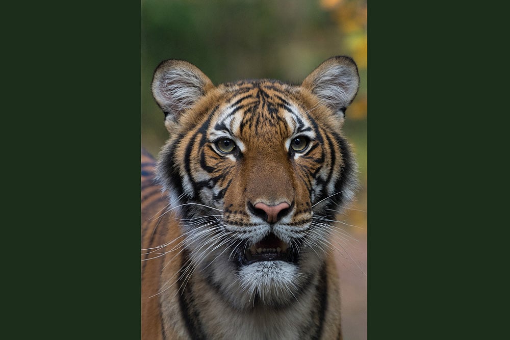 A Twist In The Tail: Animal World May Not Be Immune To Coronavirus Pandemic