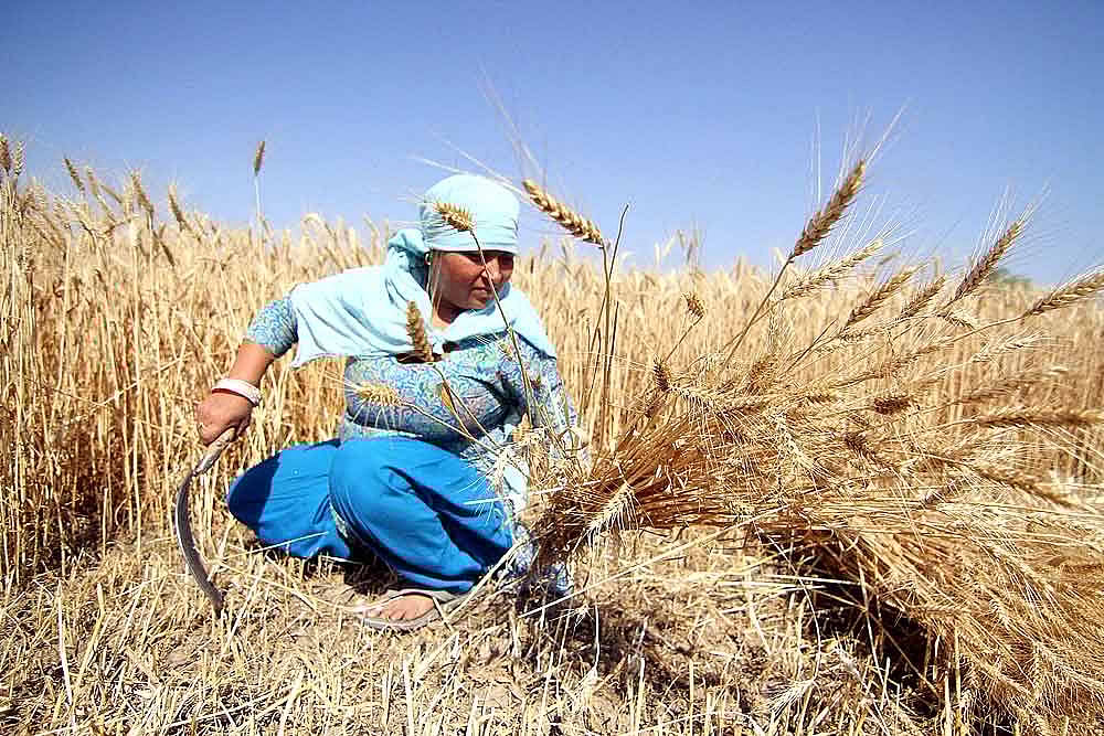 Coronavirus Threat & Shortage Of Migrants Pose Challenge to Farmers In Punjab, Haryana