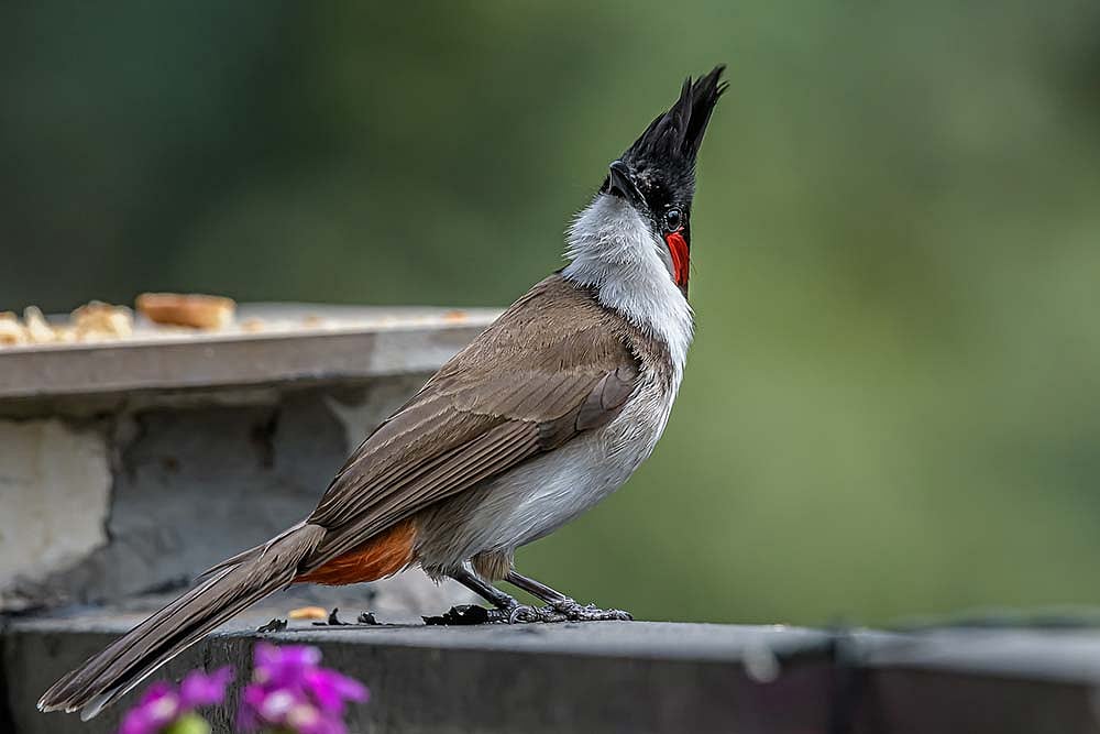 Baptism By Bulbul: The Joy Of The Novice Bird Lover Spilleth Over