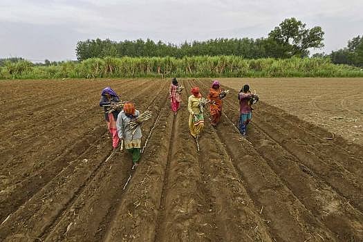 Strengthening Agricultural Marketing Opportunities For Farmers Through e-NAM