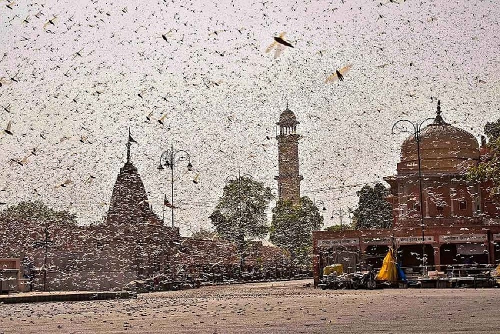 'Destroy Eggs, Spray Neem Oil': Maha University Suggests Ways To Tackle Locust Menace