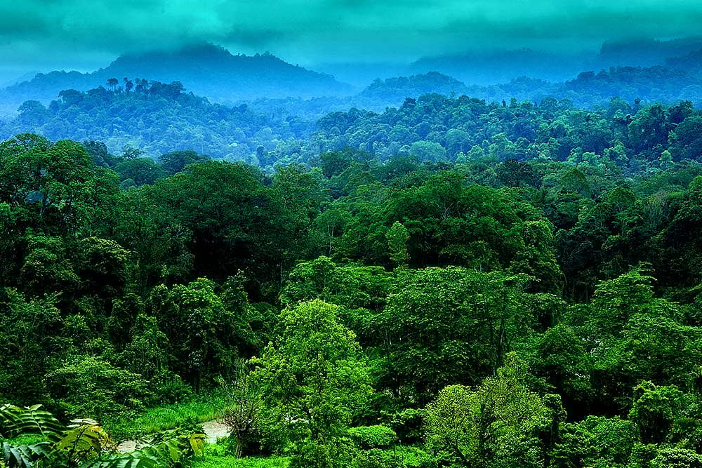 In Quest For ‘Black Gold’, Why Dehing Patkai, Amazon Of The East, Is Gasping For Life