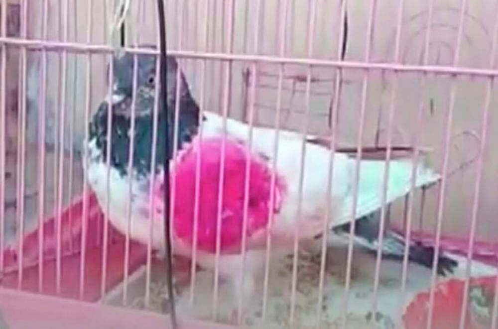 'Nothing Suspicious': Police Set Free Pigeon Suspected To Be Pakistan's 'Spy'