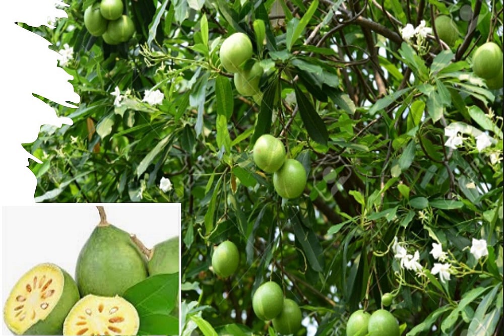 Do You Know This Miracle Fruit?