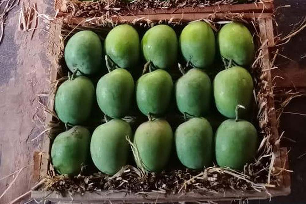 COVIDED! Tears For Mango Growers, Alphonso Hardest Hit By Weather, Low Online Sales