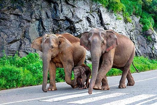 Bihar Man Wills His Property To Two Elephants, Says One Of Them Saved His Life