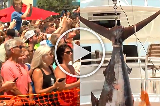 Catch 23: Michael Jordan's Boat Nabs Massive 442-pound Marlin - WATCH