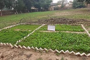 Can Nutri-Gardens Beat Malnutrition?